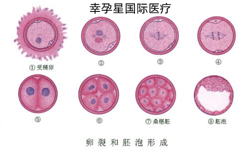 胚胎的形成幸孕星